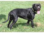 Dezik, American Staffordshire Terrier For Adoption In Marietta, Ohio