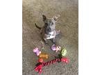 Revy, American Pit Bull Terrier For Adoption In Chandler, Arizona