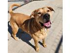 Allie, Labrador Retriever For Adoption In Phenix City, Alabama