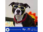 Royal, American Staffordshire Terrier For Adoption In Grayslake, Illinois