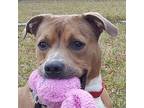 Hank, American Staffordshire Terrier For Adoption In Grayslake, Illinois