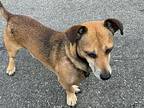 Scooby, Dachshund For Adoption In Monrovia, California