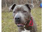 Wendy, American Staffordshire Terrier For Adoption In Grayslake, Illinois
