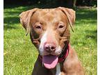 Espresso, American Staffordshire Terrier For Adoption In Grayslake, Illinois