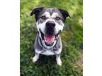 Logan, American Staffordshire Terrier For Adoption In Ventura, California