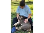 Chula, American Staffordshire Terrier For Adoption In Ventura, California