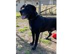 Leo (lab), Labrador Retriever For Adoption In Ventura, California