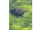 Oreo, American Pit Bull Terrier For Adoption In White Settlement, Texas