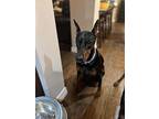 Marlie, Doberman Pinscher For Adoption In Benbrook, Texas