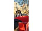 Sampson, American Pit Bull Terrier For Adoption In White Settlement, Texas