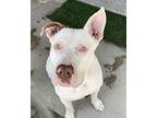 Guero, Labrador Retriever For Adoption In Ventura, California
