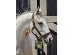 Prince Igor, Thoroughbred For Adoption In Lexington, Kentucky