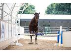 Emmy Lu Slew, Thoroughbred For Adoption In Lexington, Kentucky