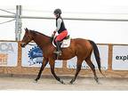 Teelfa, Thoroughbred For Adoption In Lexington, Kentucky