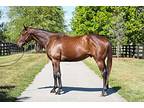 Lucky Life, Thoroughbred For Adoption In Lexington, Kentucky