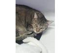 Whisper, Abyssinian For Adoption In Ft. Lauderdale, Florida