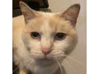 Sophie, Siamese For Adoption In Fairborn, Ohio
