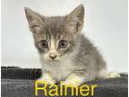 Rainier, Domestic Mediumhair For Adoption In St. Francisville, Louisiana