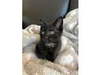 Kitten Agatha, American Shorthair For Adoption In Norman, Oklahoma