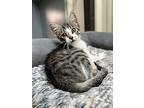 Humphrey, Domestic Shorthair For Adoption In St. Francisville, Louisiana
