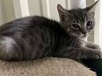 Luke, Domestic Mediumhair For Adoption In St. Francisville, Louisiana