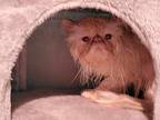 Shifu, Persian For Adoption In St. Augustine, Florida