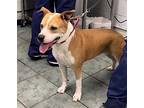 Dixie, American Pit Bull Terrier For Adoption In Weatherford, Texas