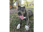 Rosie, American Staffordshire Terrier For Adoption In Bristol, Tennessee
