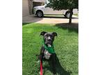 Wyatt Roger, Labrador Retriever For Adoption In Harrah, Oklahoma