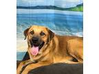 Frank, Golden Retriever For Adoption In Weatherford, Texas