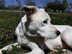 Teddy, Labrador Retriever For Adoption In Weatherford, Texas