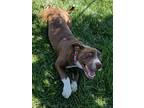 Maggie May, Labrador Retriever For Adoption In Fresno, California