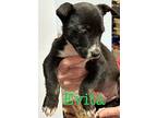 Evita, Labrador Retriever For Adoption In St. Francisville, Louisiana
