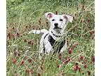 Roscoe In Katy, Jack Russell Terrier For Adoption In Seguin, Texas