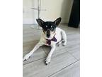 Jax, Rat Terrier For Adoption In Plantation, Florida