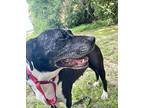 Etta, Labrador Retriever For Adoption In St. Francisville, Louisiana