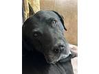 Pappy, Labrador Retriever For Adoption In Weatherford, Texas