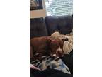 Baron, American Pit Bull Terrier For Adoption In Lynnwood, Washington