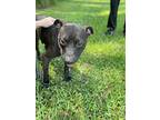Copenhagen, Labrador Retriever For Adoption In St. Francisville, Louisiana