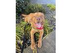 Binks, Golden Retriever For Adoption In Lynnwood, Washington