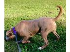 Ricky, American Pit Bull Terrier For Adoption In St. Francisville, Louisiana