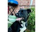 Tapper, Labrador Retriever For Adoption In Weatherford, Texas