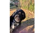 Vino, Labrador Retriever For Adoption In Weatherford, Texas