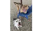 Zeya, American Pit Bull Terrier For Adoption In Weatherford, Texas