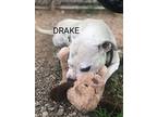 Drake, American Pit Bull Terrier For Adoption In Weatherford, Texas