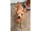 Bambi, Miniature Pinscher For Adoption In Plantation, Florida