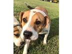 Loki, Terrier (unknown Type, Small) For Adoption In St. Francisville, Louisiana