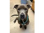 Stanley, American Pit Bull Terrier For Adoption In St. Francisville, Louisiana