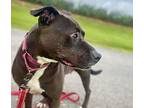 Lita, American Pit Bull Terrier For Adoption In St. Francisville, Louisiana