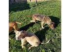 Conner, American Pit Bull Terrier For Adoption In Fresno, California